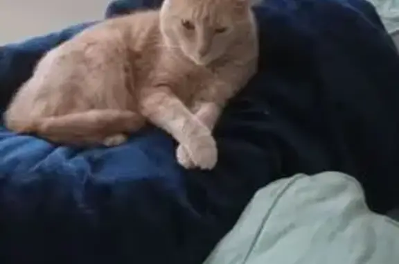 Lost: Sunny, Orange & White Cat, Reward!