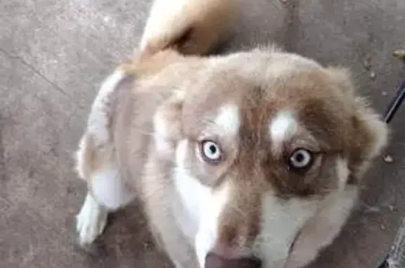 Lost Mini Husky: White, Red & Blue Eyes
