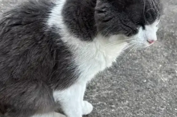 Animaux trouvés Saint-Benoît-sur-Loire, photo: Chat angora sociable trouvé à Saint-Benoît