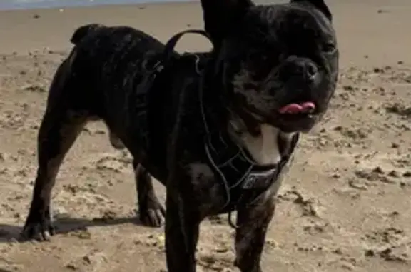Chien perdu Montluçon, photo : Chiot Bouledogue noir perdu à Montluçon