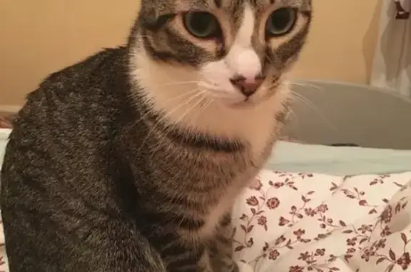 ¡Ayuda! Gato Perdido en Torrevieja