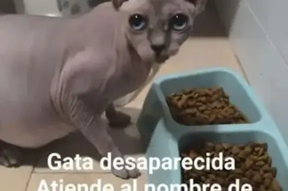 ¡Ayuda! Gata Egipcia Duna Perdida en Murcia