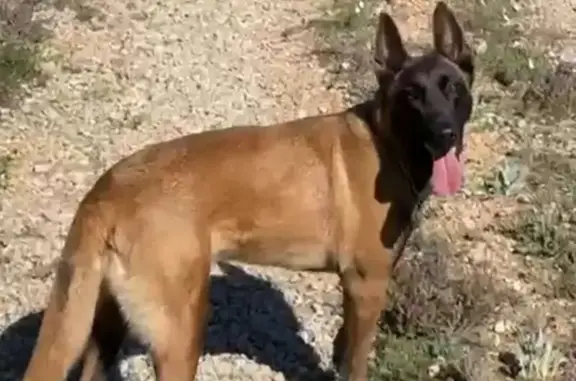 Perro perdido en Crevillente: Pastor Malinois