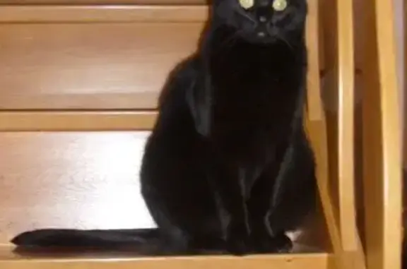 Chatte noire perdue à Éloie - photo