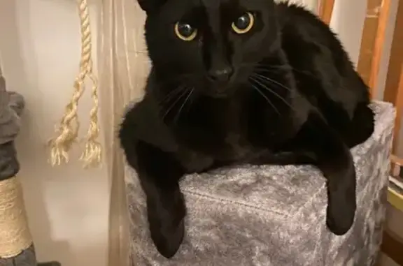 No sabemos cómo ha desaparecido, nos fuimos esta mañana a trabajar y cuando volvimos a las 13:50 ya no estaba el gato en casa. Responde al nombre de Wilson y se deja acariciar pero no se suele dejar coger. Maúlla mucho.