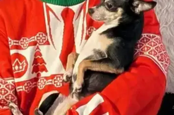 Lost Dog: Princess, Small & Silky in SA