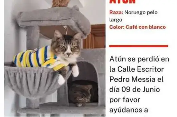¡Ayuda! Gato Atún perdido en Córdoba