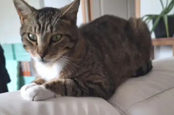 Animaux perdus , photo: Chat tigré perdu à Carentan-les-Marais