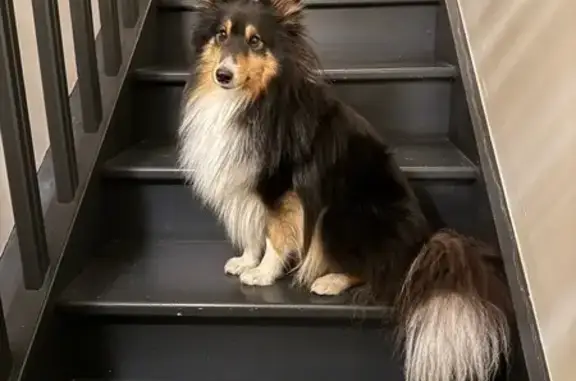 Chien perdu Paris, photo : Chien perdu près de l'Avenue du Maine