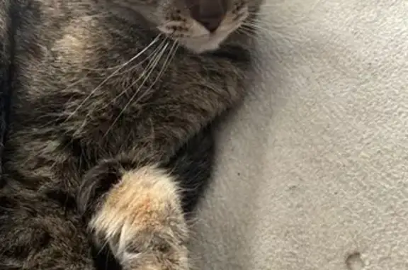 ¡Gato Gris Perdido en Valdemoro!