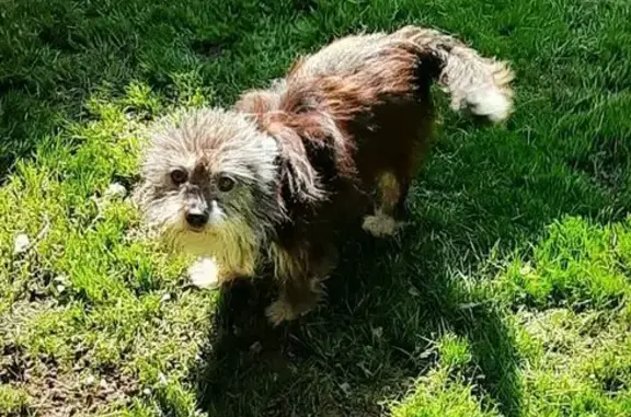 Chien perdu, petite taille, Massy - photo