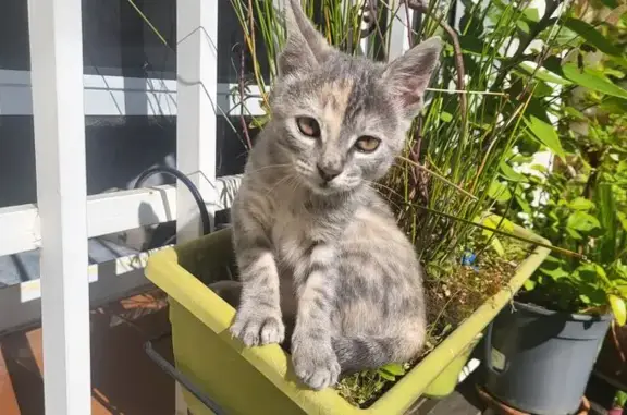 Gato Perdido en Madrid: Tres Meses y Tratamiento