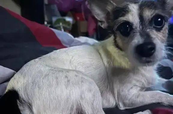 Lost Dog: White & Black, Jewel Av, Queens