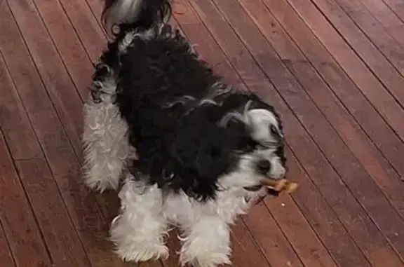 Lost Shih Tzu: Black & White in Chicago