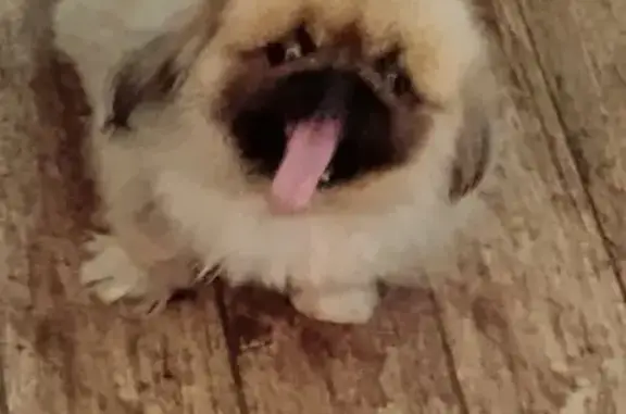 Lost Pekingese: Special Care Needed