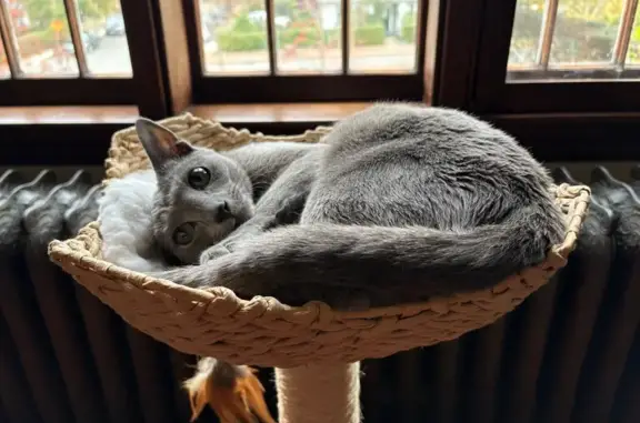 Lost Grey Cat with Green Eyes in Medford