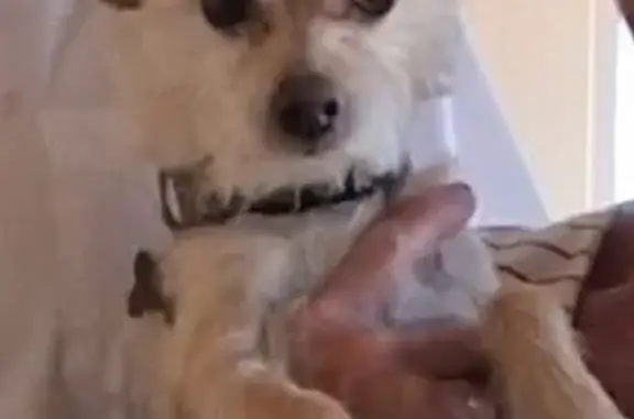 Lost Blond Dog with Collar in Phoenix