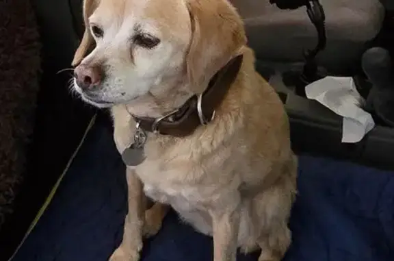 Missing dog Bend, photo: Lost: Female Golden-Mix, Rickard Rd