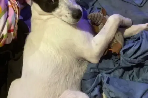 Lost White Healer Mix in Oceanside, CA