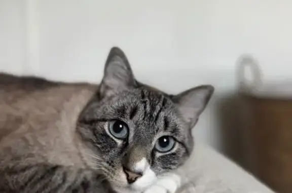 Animaux perdus Bruges, photo: Chat perdu blanc tigré yeux bleus Bruges
