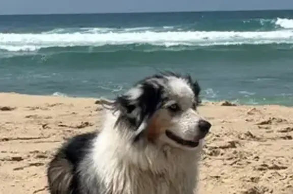 Chien perdu , photo : Chien perdu : Nouba, sociable, craint l'orage