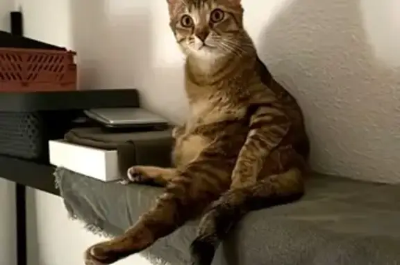 Gata Atigrada Perdida en Camarena