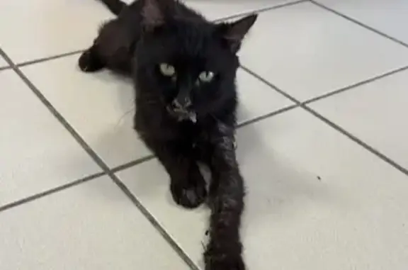 Animaux trouvés , photo: Chat noir blessé cherche foyer urgent