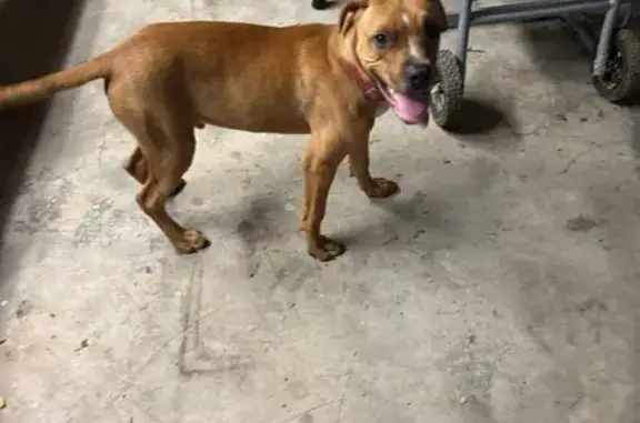 Found: Young Brown Bulldog on Westend Lane