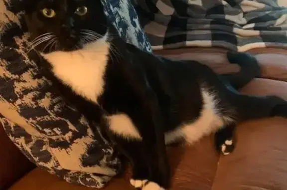 Lost Tuxedo Cat 'TUX' in Apache Junction