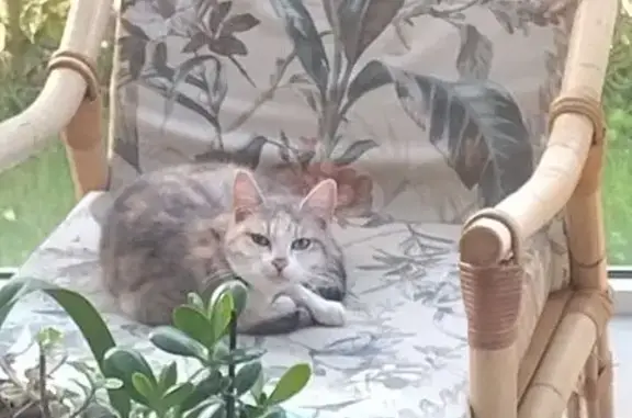Animaux trouvés Saint-Paulien, photo: Chat noir peureux trouvé à Saint-Paulien