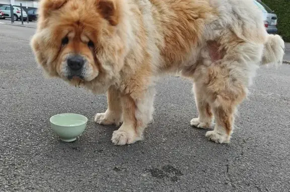 Chien roux trouvé Rue de Paris, Marcq-en-Barœul - photo