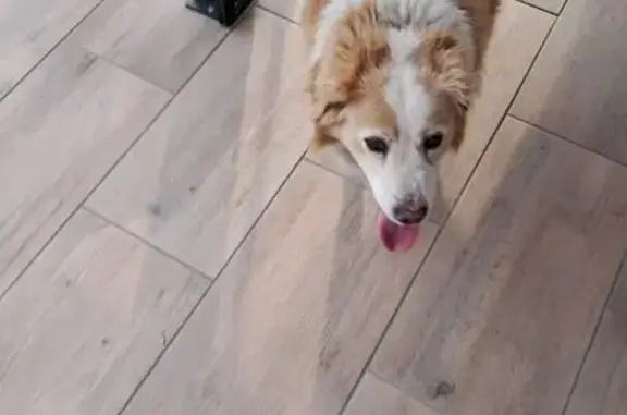 Chien trouvé , photo: Chien dodu et docile trouvé à Ingrandes