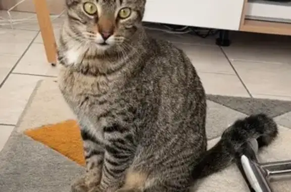 Chat perdu, , photo: Chat tigré perdu à Plassac-Rouffiac