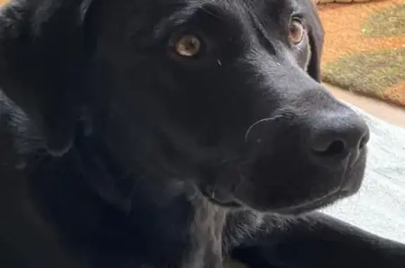 Lost 8-Month Black Dog on Avondale Rd