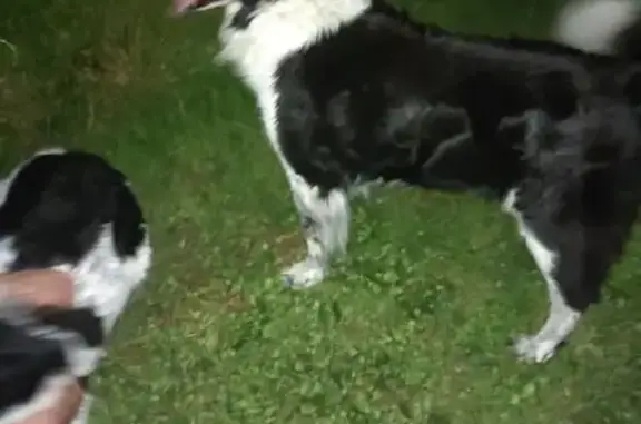Chien trouvé Saint-Gence, photo: Chien border collie trouvé à Saint-Gence