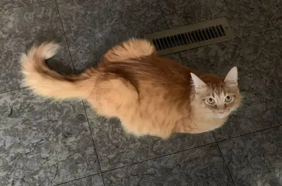 Lost Cat: Missing Fur, Beaverton Area