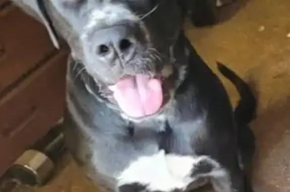 Lost Dog! $500 Reward in Los Angeles