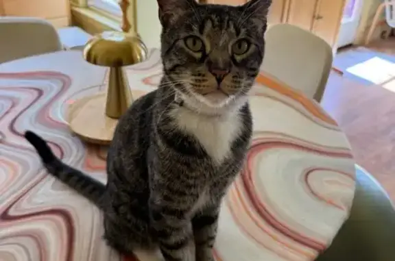 Lost and found pets Oakland, photo: Friendly Lost Cat on 60th St, Oakland