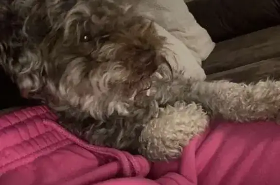 Lost and found pets Wichita, photo: Lost Mini Poodle 'Bluey' in Wichita