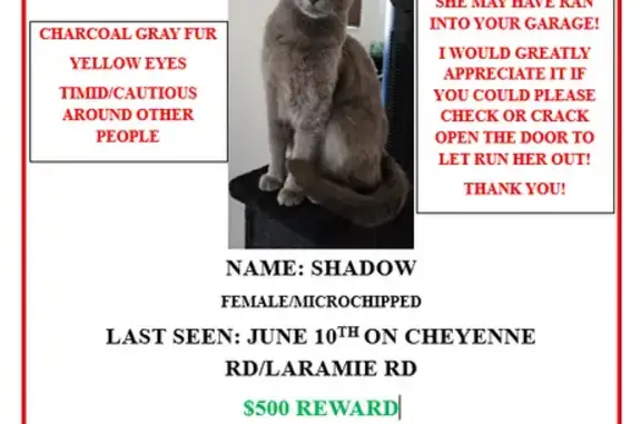 Lost Gray Cat: Timid with Yellow Eyes