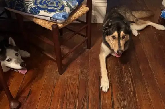 Missing dog Columbia, photo: Lost Husky Mix: Oakley in Columbia