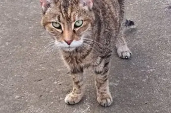 Lost Loving Cat: Hiawatha St, Columbus