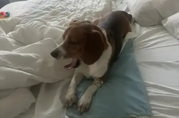 Lost Beagle Mix: White Paws & Speckles
