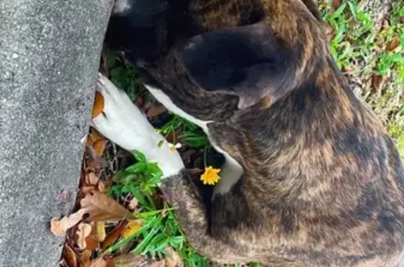 Lost pets Fort Lauderdale, photo: Lost Brindle Mix Dog on SW 4th Ave
