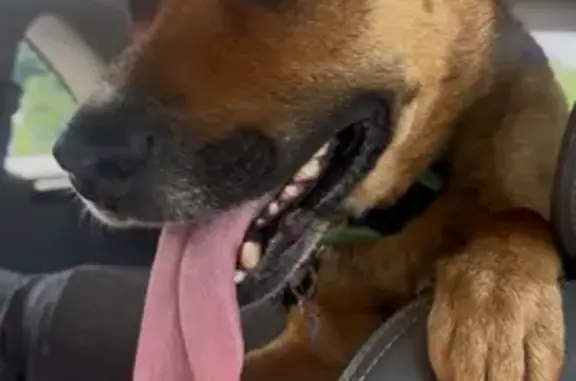 Found dog Lexington, photo: Found Dog: Rocky, Spanish Commands