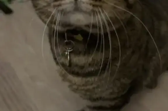 Lost Cat: Brown/Black, M Marking, Harrisburg