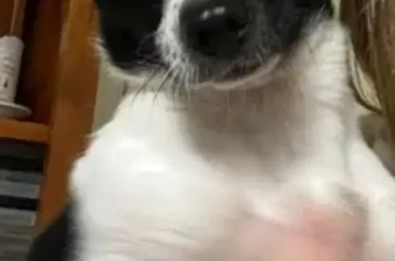 Lost Chihuahua: Black & White in Blacktown