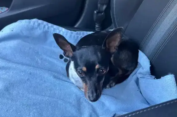 Found pets Miami, photo: Found: Black & White Dog on SW 43rd St