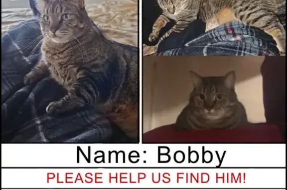 Lost Brown Tabby: Green Eyes, Orange Nose