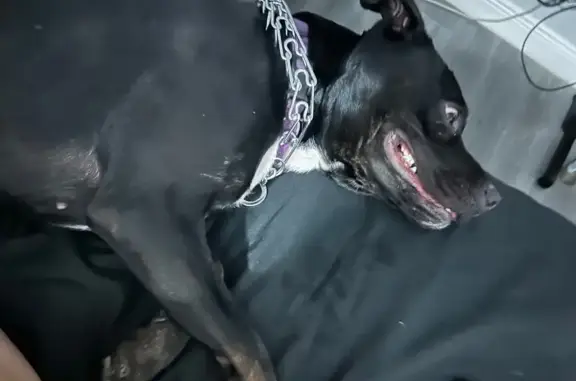Lost Dog: Luna, Black with Purple Collar